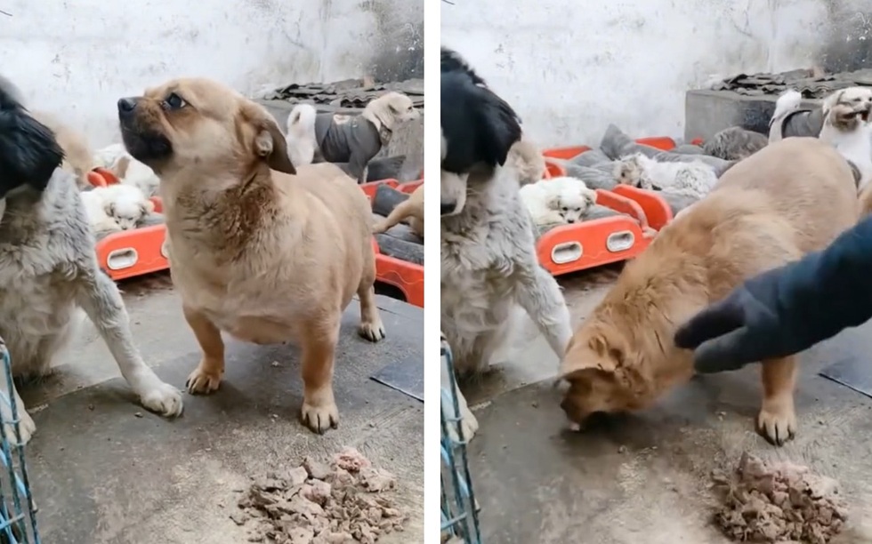 Chú chó tinh ranh, vờ diễn kịch lừa chủ nhân để ăn vụng