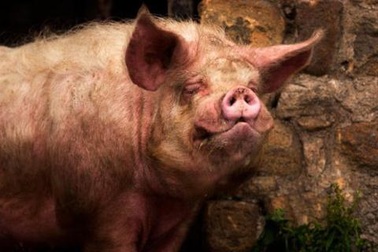 Chủ hộ chết tức tưởi vì bị lợn cắn mất của quý