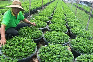 Chưa vào vụ, hoa tết đã lo mất mùa