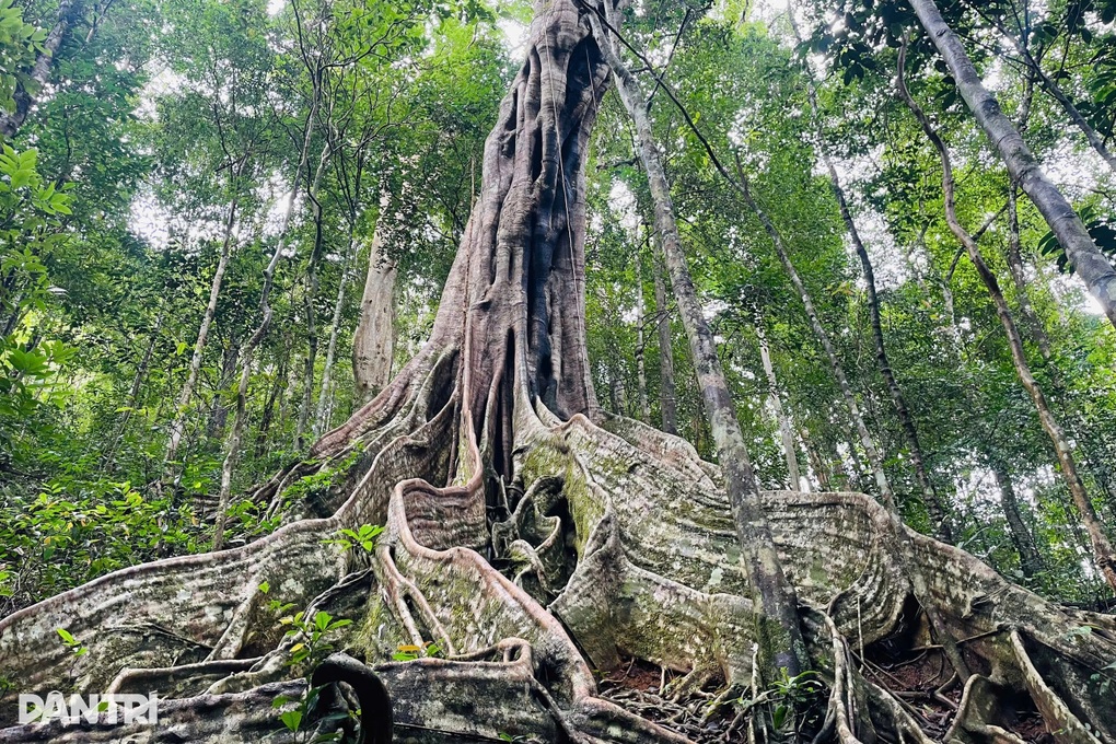 Sáu cây đa gần 300 tuổi, có dáng kỳ quái được công nhận Cây Di sản Việt Nam - 1 Sáu cây đa gần 300 tuổi, có dáng kỳ quái được công nhận Cây Di sản Việt Nam - 1