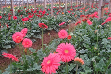 Đẹp “ngẩn ngơ” sắc hoa Tây Tựu