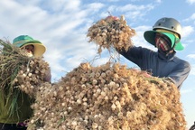 Vào mùa thu hoạch “vàng trắng” trên đảo tiền tiêu