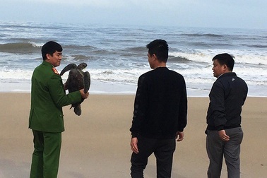 Người dân tự nguyện giao nộp rùa biển quý hiếm thả về tự nhiên