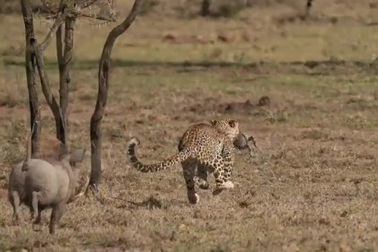 Đột kích đàn lợn bướu, báo hoa mai tẩu thoát trong gang tấc