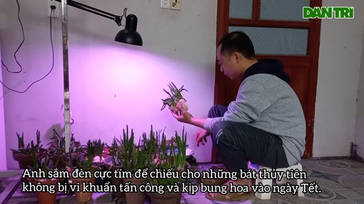 Sắm đèn cực tím chăm hoa "đĩa ngọc, chén vàng" khoe sắc, tỏa hương dịp Tết
