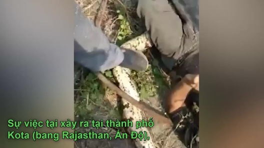 Người đàn ông suýt mất mạng vì bị trăn cỡ lớn tấn công