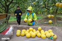 Vườn bưởi Diễn tiền tỷ vào vụ thu hoạch, bán "đắt như tôm tươi"