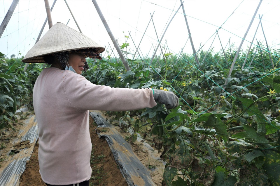 Người trồng rau đứng ngồi không yên vì mưa rét kéo dài - 4 Người trồng rau đứng ngồi không yên vì mưa rét kéo dài - 4