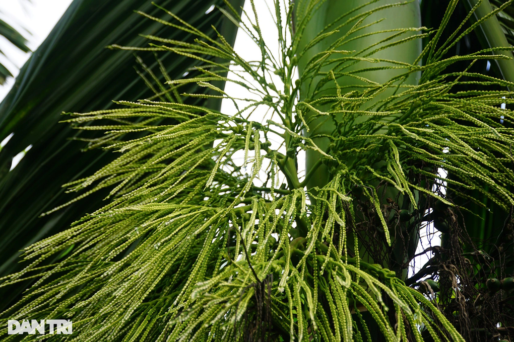 Vườn cau đẹp như tranh, thu lãi tiền tỷ của lão nông miền Tây - 5