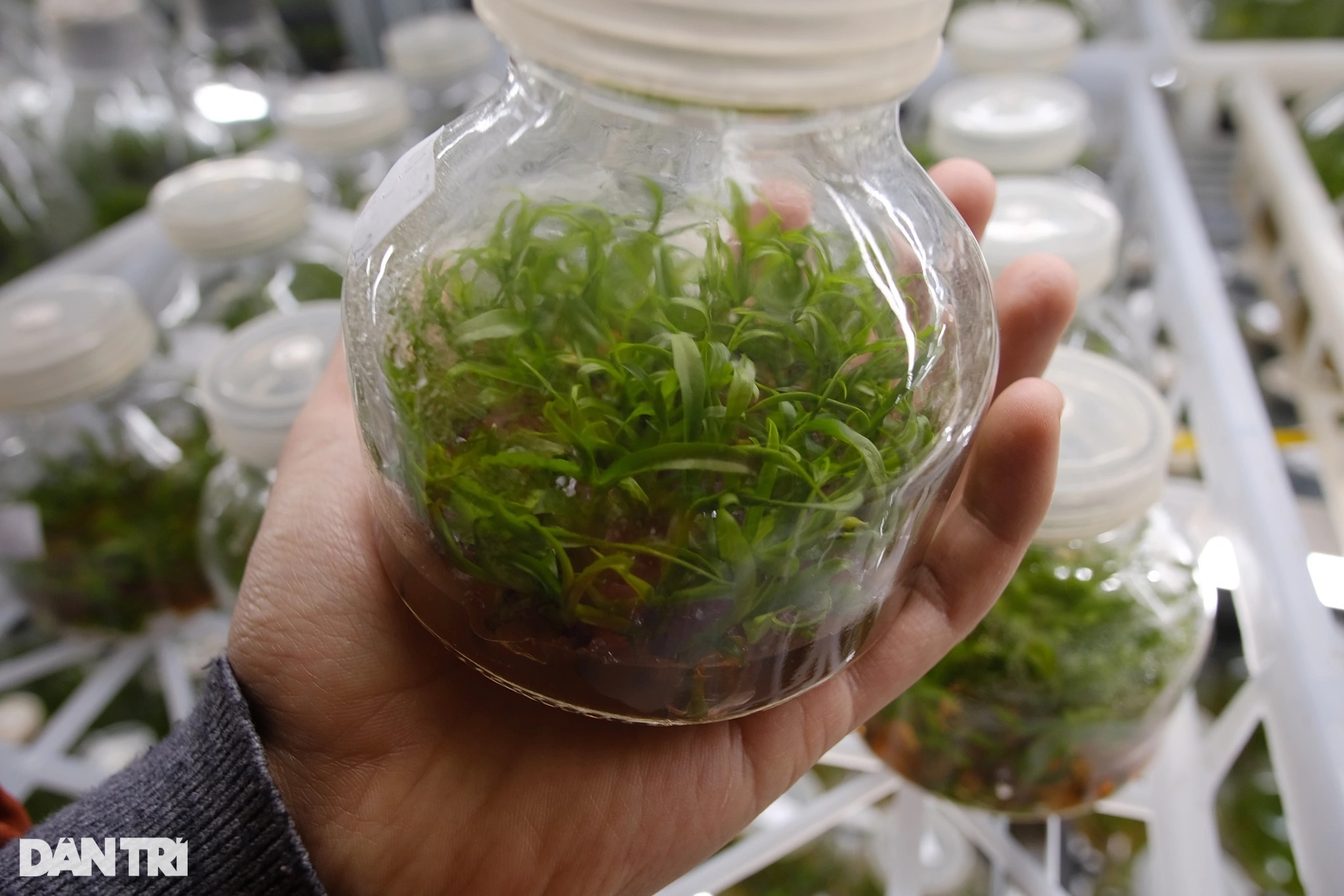 Bên trong cơ sở nuôi cấy mô, lai tạo giống hoa lan hồ điệp - 10 Bên trong cơ sở nuôi cấy mô, lai tạo giống hoa lan hồ điệp - 10