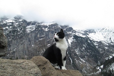 Chú mèo giúp du khách đi lạc tìm được đường về