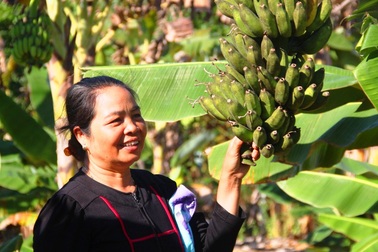 Rời chốn phồn hoa vào rừng nuôi heo thu tiền tỷ