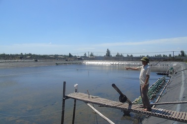 Nhiều hộ nuôi tôm điêu đứng vì tôm chết hàng loạt