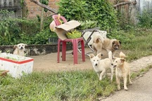 Phát hiện bệnh dại, xã biên giới ra quân tiêm vaccine, bắt chó thả rông