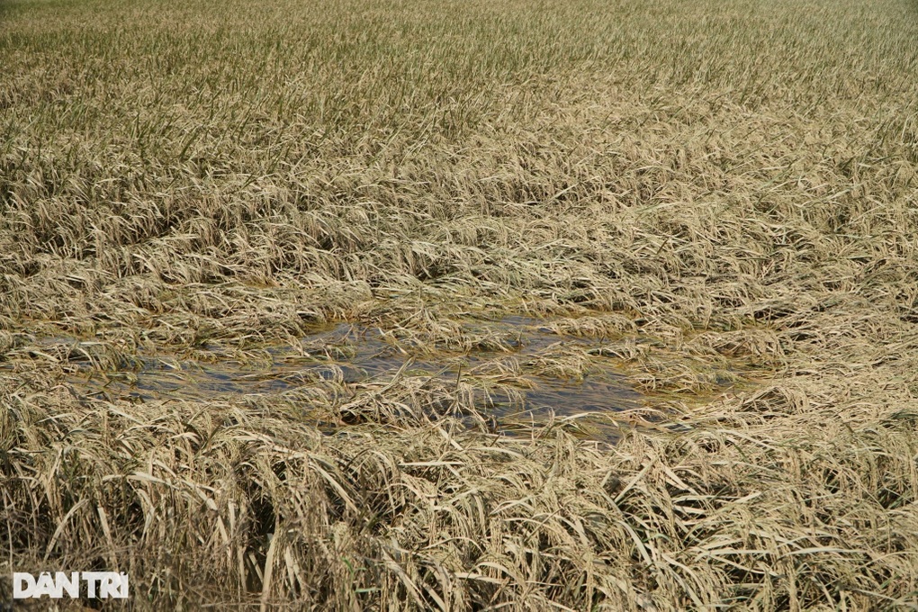 Mưa lũ tàn phá vùng trồng mía, xua tan hy vọng thu hoạch của nông dân