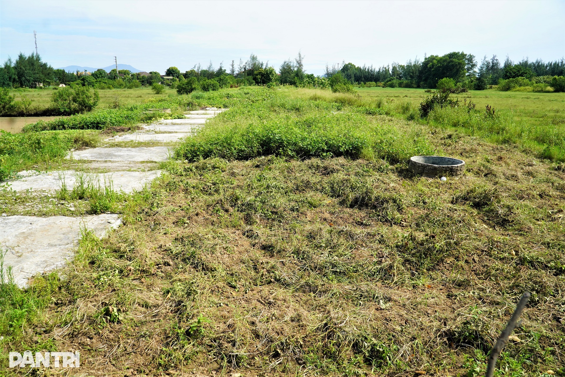 Dân bỏ nghề làm một ngày ăn cả năm, 80ha đất bị bỏ hoang - 3