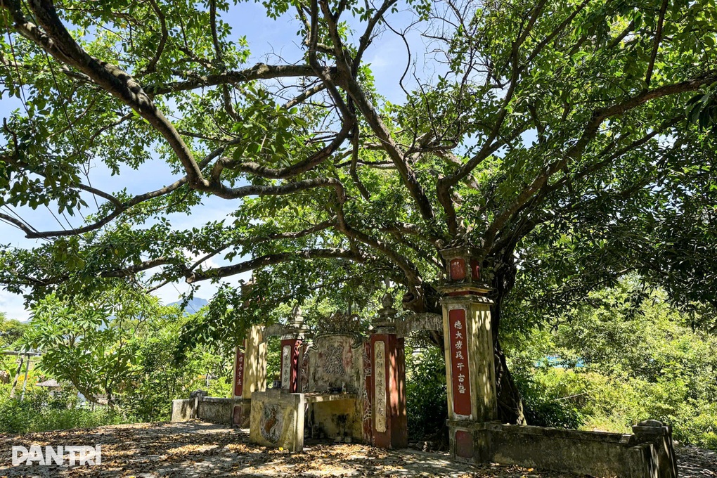 Cả làng cùng giữ hương ước với rừng thiêng giữa lòng thành phố - 3 Cả làng cùng giữ hương ước với rừng thiêng giữa lòng thành phố - 3