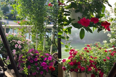 Vườn "cổ tích" hơn 20 loại hoa rực rỡ của nữ diễn viên tài năng ở Hà Nội