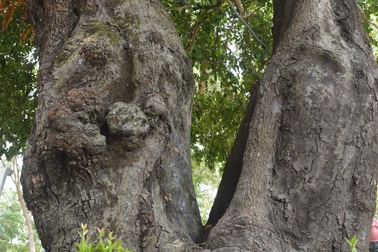 Chiêm ngưỡng những cây di sản Việt Nam ở Côn Đảo