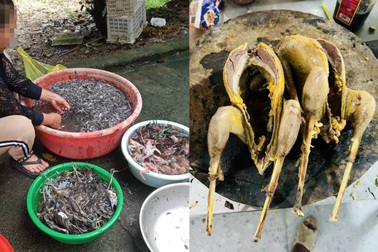 Đường đi của chim trời: Sôi động từ chợ mạng đến bàn nhậu giữa Thủ đô