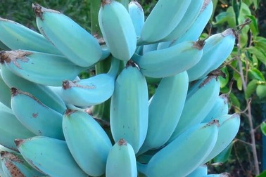 Chuối màu xanh lam – Kỳ lạ từ màu sắc cho tới hương vị