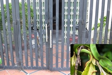 Chuyên gia lí giải hiện tượng bùng phát rắn lục đuôi đỏ