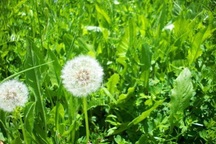 Cách thông tắc tia sữa với Home Care