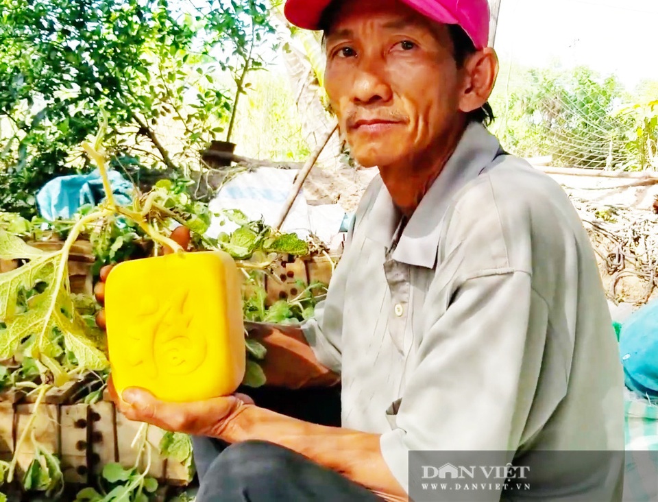 Cho dưa hấu vào thùng gỗ, cuối vụ mở ra bán tiền triệu mỗi quả - 4 Cho dưa hấu vào thùng gỗ, cuối vụ mở ra bán tiền triệu mỗi quả - 4
