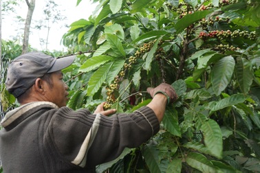 Nông dân trồng cà phê khốn đốn vì mưa kéo dài