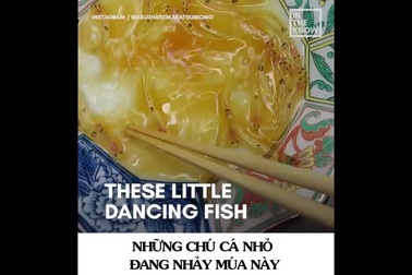 món cá đang bơi Shirouo trứ danh của Nhật Bản