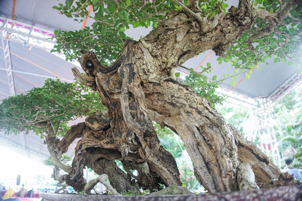 Mãn nhãn với cây găng tu hú, gỗ lũa tự thân hàng trăm năm tuổi - 7 Mãn nhãn với cây găng tu hú, gỗ lũa tự thân hàng trăm năm tuổi - 7