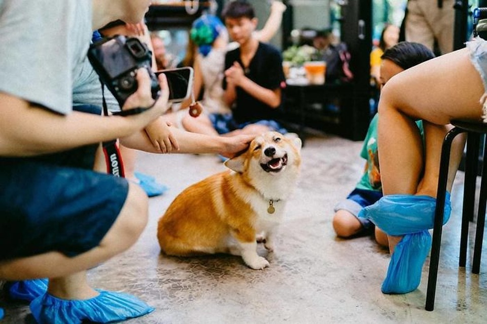 Quán cà phê toàn nhân viên 4 chân biết mua vui, lấy lòng khách ở Bangkok - 9 Quán cà phê toàn nhân viên 4 chân biết mua vui, lấy lòng khách ở Bangkok - 9