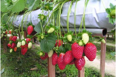 Trải nghiệm thú vị khi thăm “xứ sở ngàn hoa”