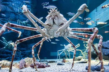 10 sinh vật kỳ dị bậc nhất hành tinh có thể bạn chưa biết