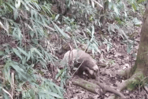 Động vật quý hiếm liên tục xuất hiện trên núi Bạch Mã