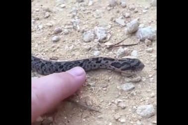 Khoảnh khắc loài rắn giả chết để trốn tránh nguy hiểm