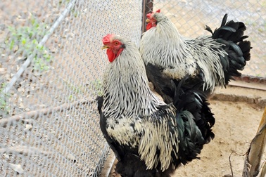 Độc đáo gà "khổng lồ năm ngón" giá 30 triệu đồng ở Hà Nội