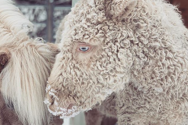 Cận cảnh giống ngựa lông xoăn bí ẩn của thế giới