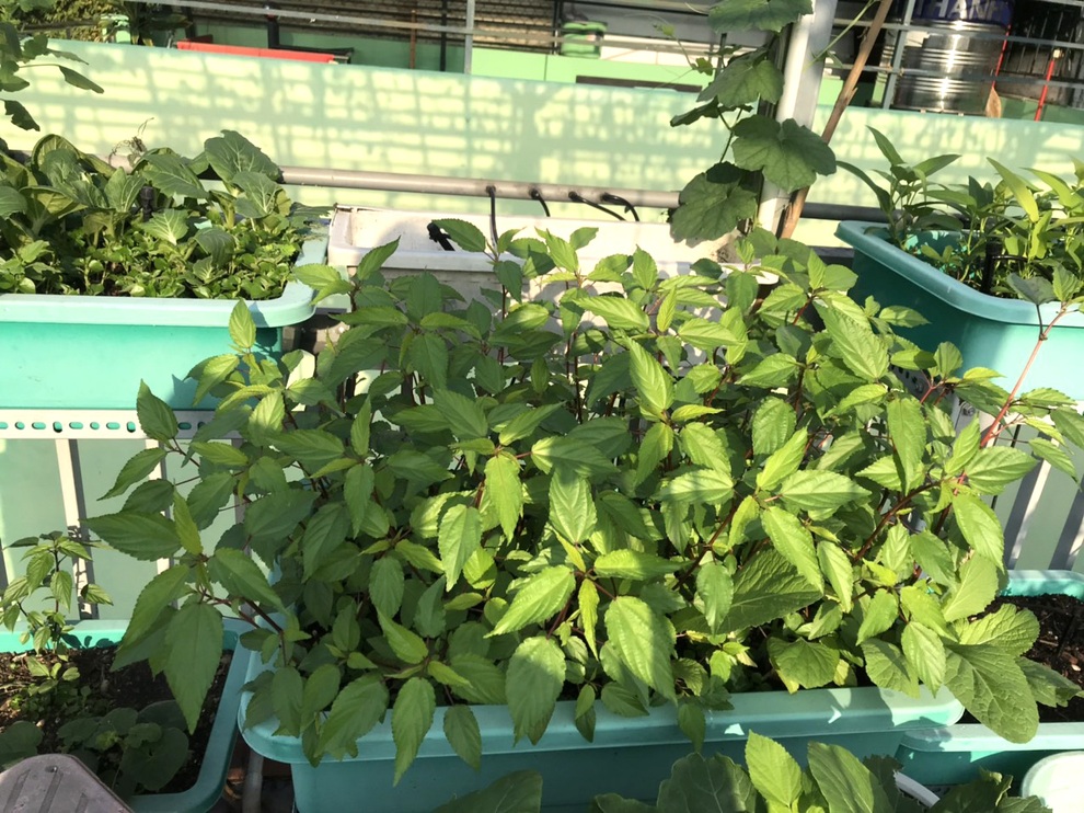 Chi 30 triệu đồng làm vườn sân thượng, gia chủ Sài Gòn thu hoạch mỏi tay - 6 Chi 30 triệu đồng làm vườn sân thượng, gia chủ Sài Gòn thu hoạch mỏi tay - 6