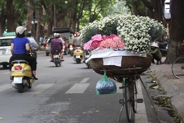 Cúc hoa mi rộn ràng xuống phố...
