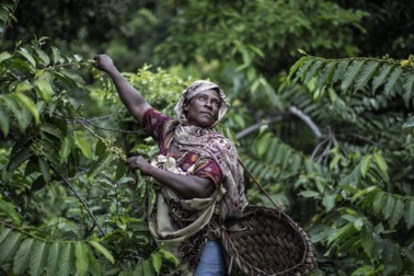 Chuyện ít biết về quần đảo Comoros, vựa tinh dầu khổng lồ của thế giới