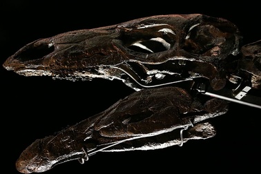 Phát hiện hoá thạch loài khủng long vây kiếm lâu đời nhất thế giới