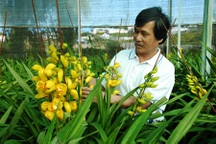 Địa lan nở sớm, nhà vườn “mếu máo” lo mất Tết 