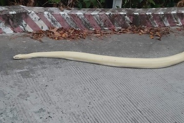 Trăn bạch tạng dài hơn 1m liên tục bò ra đường