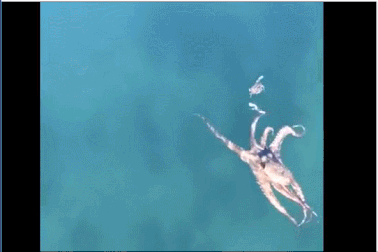 Hồi hộp xem bạch tuộc rượt đuổi cua