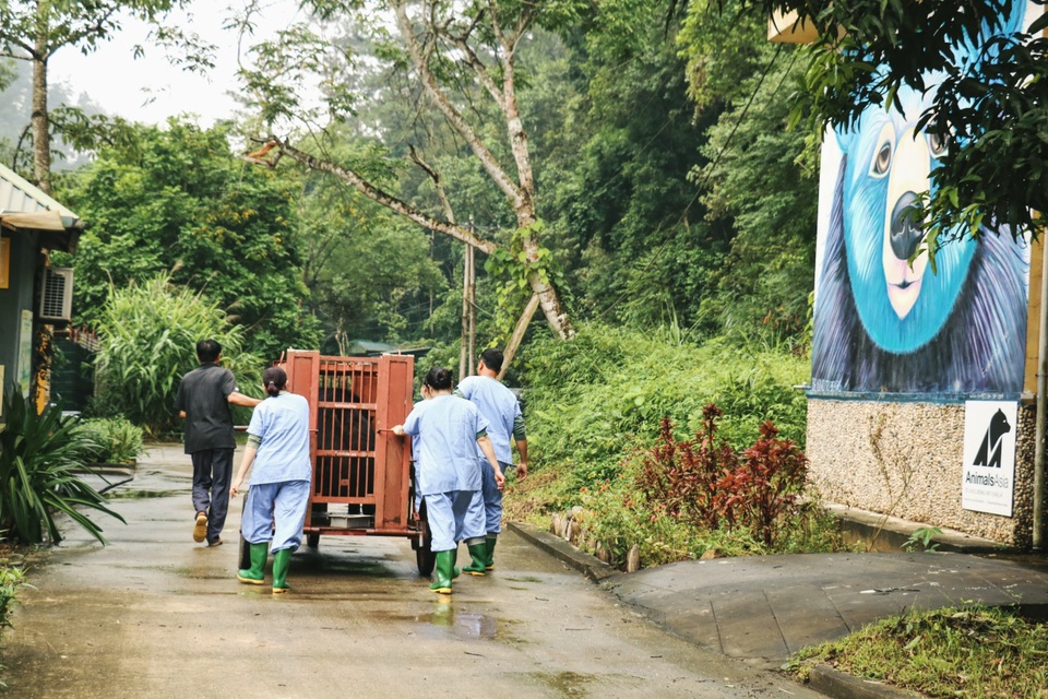 Cận cảnh quy trình cứu hộ cá thể gấu ngựa nặng gần 200kg tại Hà Nội - 7 Cận cảnh quy trình cứu hộ cá thể gấu ngựa nặng gần 200kg tại Hà Nội - 7