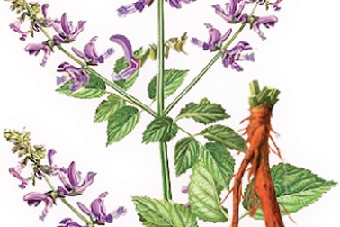 Huyết Sâm - Dược thảo cho người thiếu máu não