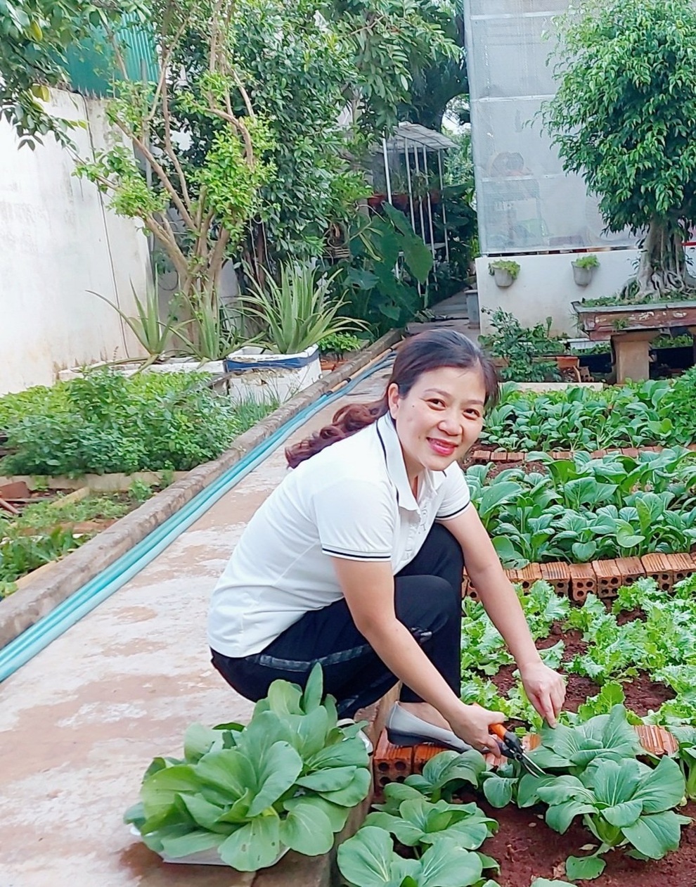 Mẹ đảm ở Đắk Lắk trồng đủ loại rau xanh trong khu vườn 20m2 - 1 Mẹ đảm ở Đắk Lắk trồng đủ loại rau xanh trong khu vườn 20m2 - 1