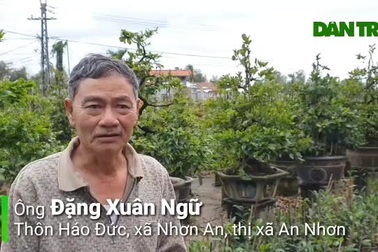 Thủ phủ mai vàng lớn nhất miền Trung thấp thỏm chờ Tết