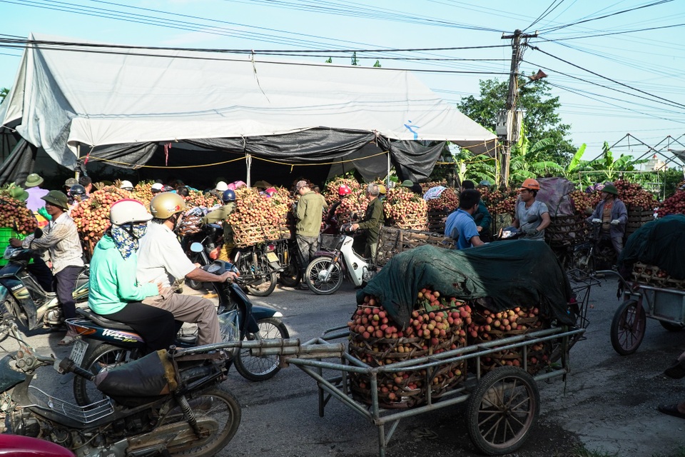 Thương lái nườm nượp thu mua vải Thanh Hà chín sớm - 3 Thương lái nườm nượp thu mua vải Thanh Hà chín sớm - 3